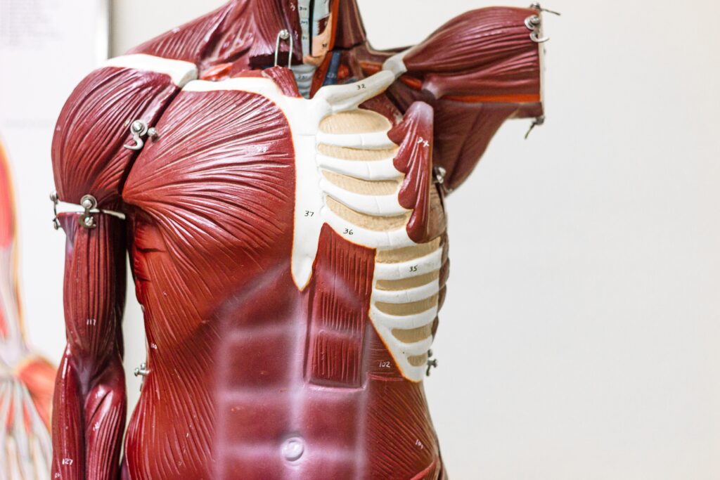 a a physic anatomical model showcasing the muscles atop the skeleton